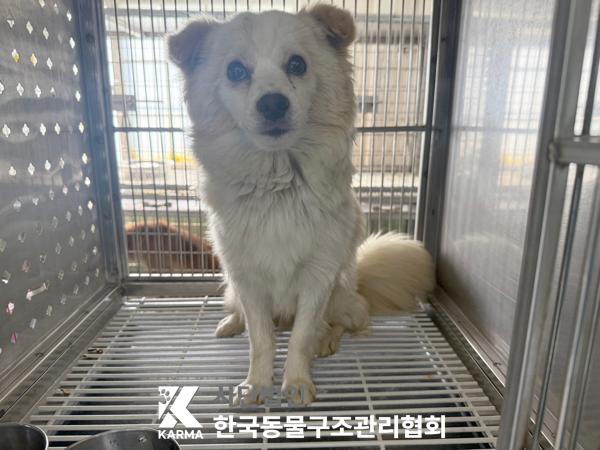 [개] 믹스견 경기-포천-2025-00489 유기동물 배경 이미지 입니다.